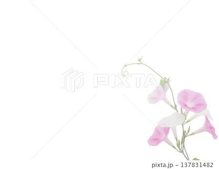 背景素材　アサガオ 137831482