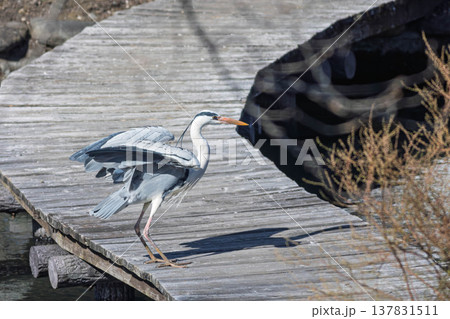 池に佇むアオサギ 137831511