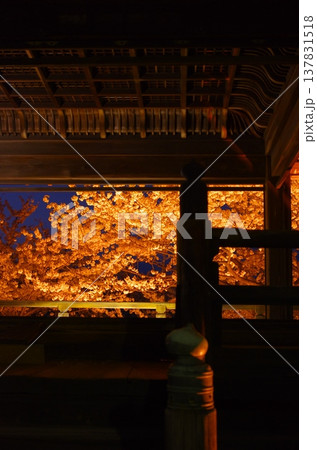 三井寺の夜桜ライトアップと寺院建築(滋賀県大津市) 三井寺の夜桜ライトアップと寺院建築(滋賀県大津市) 137831518