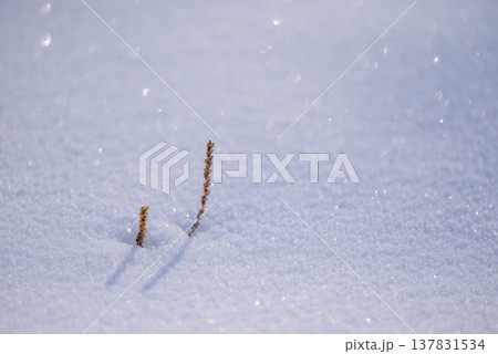 可愛い草と輝く雪面【長野県】 137831534