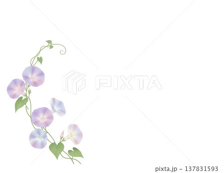 背景素材 アサガオ 背景素材 アサガオ 137831593