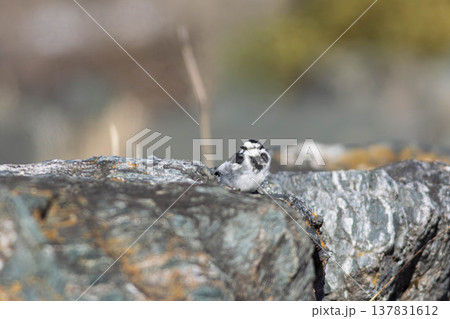 ハクセキレイ 137831612