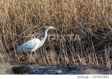 川辺のシラサギ 137831681