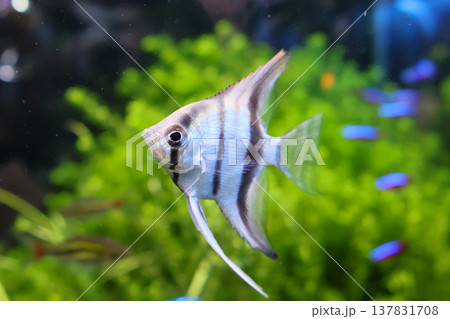 ブルーメタリックエンゼル 137831708