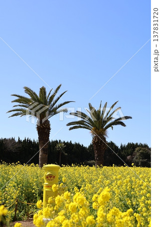 菜の花畑にポストのある風景 137831720