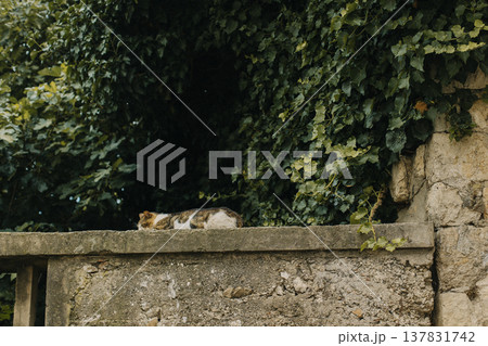 Cute white and grey cat laying on a stone wall of Dubrovnik old town, Croatia. Cute white and grey cat laying on a stone wall of Dubrovnik old town, Croatia. 137831742