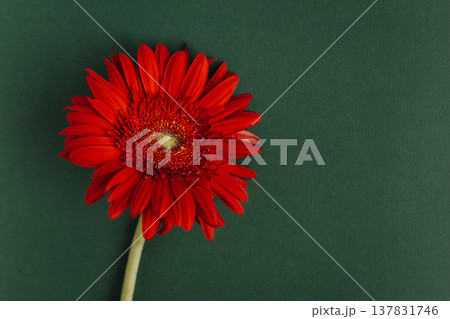 Beautiful red Gerbera flower on a dark green background. Beautiful red Gerbera flower on a dark green background. 137831746