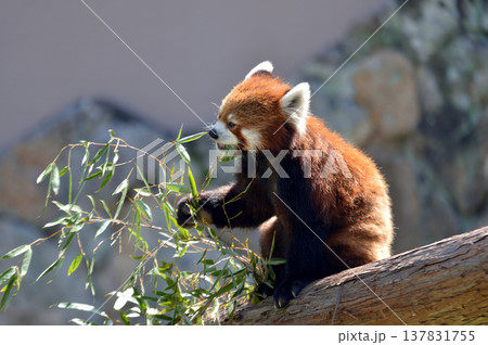 竹の葉を食べるレッサーパンダ 竹の葉を食べるレッサーパンダ 137831755