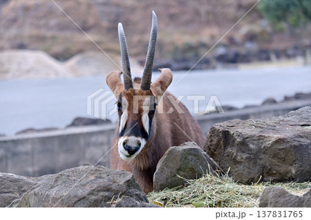 ローンアンテロープ 137831765