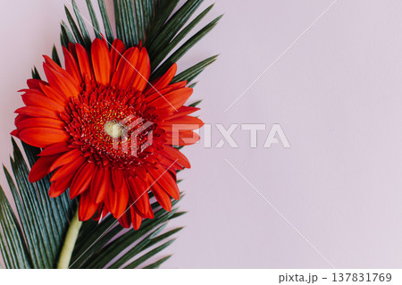 Beautiful red Gerbera flower on a pink pastel background. 137831769