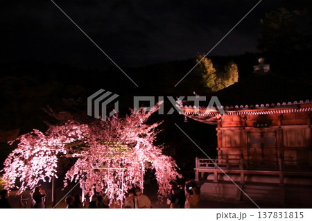 京都 二年坂 産寧坂 清水寺の夜桜風景 京都 二年坂 産寧坂 清水寺の夜桜風景 137831815