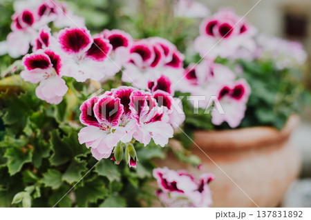 Beautiful pink flowers of Crane's-bill (Pelargonium) on a summer street. Beautiful pink flowers of Crane's-bill (Pelargonium) on a summer street. 137831892