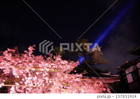 京都 二年坂 産寧坂 清水寺の夜桜風景 京都 二年坂 産寧坂 清水寺の夜桜風景 137831914