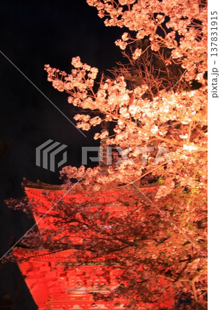 京都 二年坂 産寧坂 清水寺の夜桜風景 京都 二年坂 産寧坂 清水寺の夜桜風景 137831915