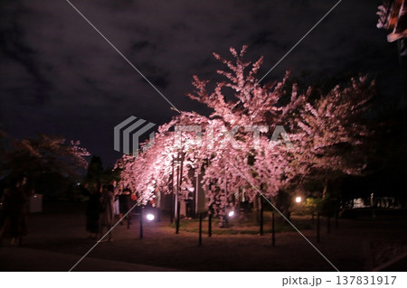 京都 二年坂 産寧坂 清水寺の夜桜風景 京都 二年坂 産寧坂 清水寺の夜桜風景 137831917