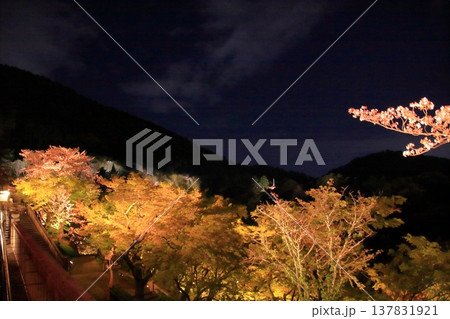 京都　二年坂　産寧坂　清水寺の夜桜風景 137831921