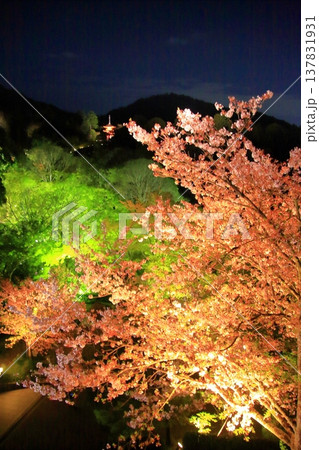 京都 二年坂 産寧坂 清水寺の夜桜風景 京都 二年坂 産寧坂 清水寺の夜桜風景 137831931