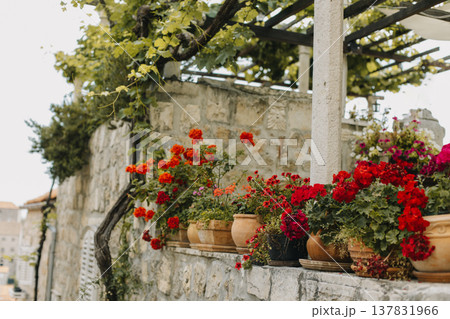 Beautiful red Pelargonium flowers in a pots on a summer street in Dubrovnik old town, Croatia. 137831966