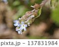 キュウリグサ 137831984