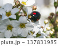 ユキヤナギとナミテントウ 137831985
