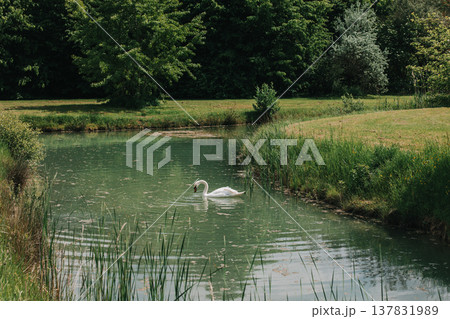 Beautiful white swan floating on a lake in a park. Beautiful white swan floating on a lake in a park. 137831989