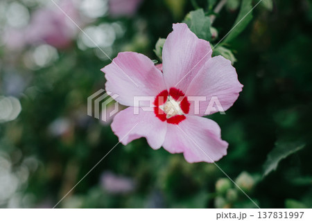 Beautiful Hibiskus flower 137831997
