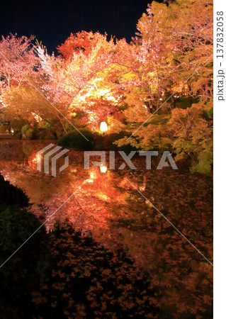 京都 二年坂 産寧坂 清水寺の夜桜風景 京都 二年坂 産寧坂 清水寺の夜桜風景 137832058