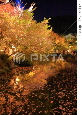 京都 二年坂 産寧坂 清水寺の夜桜風景 京都 二年坂 産寧坂 清水寺の夜桜風景 137832147