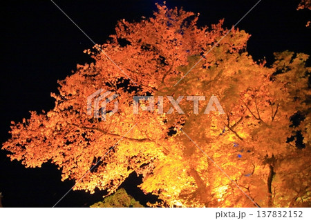 京都 二年坂 産寧坂 清水寺の夜桜風景 京都 二年坂 産寧坂 清水寺の夜桜風景 137832152