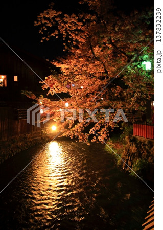 京都 祇園白川 巽橋の夜桜風景 京都 祇園白川 巽橋の夜桜風景 137832239
