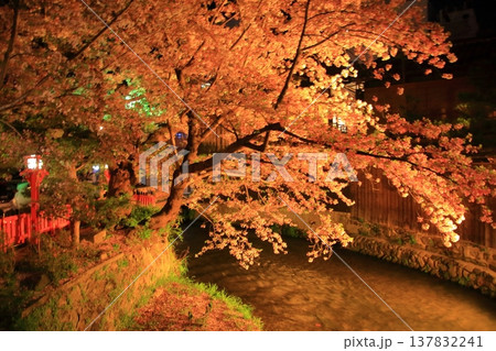 京都 祇園白川 巽橋の夜桜風景 京都 祇園白川 巽橋の夜桜風景 137832241
