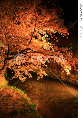 京都　祇園白川　巽橋の夜桜風景 137832242