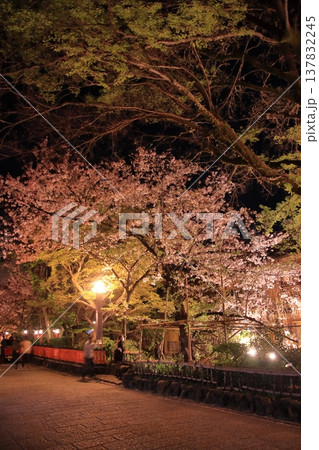 京都 祇園白川 巽橋の夜桜風景 京都 祇園白川 巽橋の夜桜風景 137832245