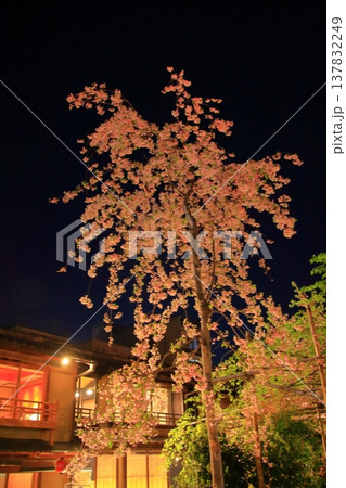 京都 祇園白川 巽橋の夜桜風景 京都 祇園白川 巽橋の夜桜風景 137832249