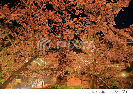京都 祇園白川 巽橋の夜桜風景 京都 祇園白川 巽橋の夜桜風景 137832252