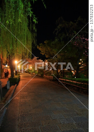 京都　祇園白川　巽橋の夜桜風景 137832253