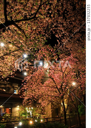 京都 祇園白川 巽橋の夜桜風景 京都 祇園白川 巽橋の夜桜風景 137832255