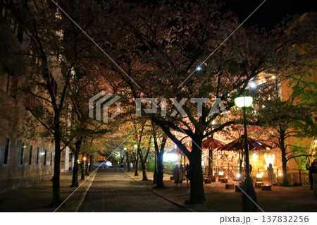 京都　祇園白川　巽橋の夜桜風景 137832256