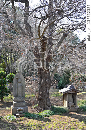 岩槻散歩:浄土宗 浄国寺 関東十八檀林 岩槻散歩:浄土宗 浄国寺 関東十八檀林 137832325