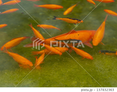 水草を食べる金魚 137832363