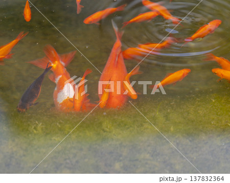 水草を食べる金魚 137832364