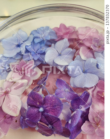 水に浮かべた紫陽花 137832370