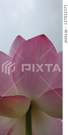 蓮の花のある風景 137832371