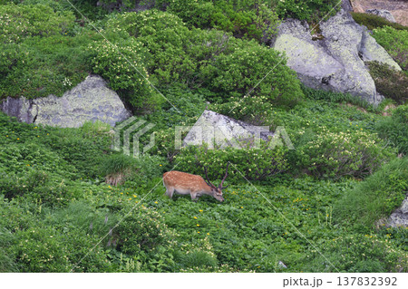 高山植物を食べるエゾシカ(北海道・大雪山) 高山植物を食べるエゾシカ(北海道・大雪山) 137832392