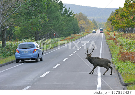 道路を横断するエゾシカの雄(北海道・知床) 道路を横断するエゾシカの雄(北海道・知床) 137832427