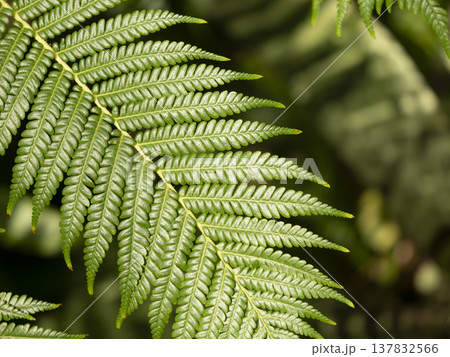 鮮やかな緑のシダ植物 鮮やかな緑のシダ植物 137832566