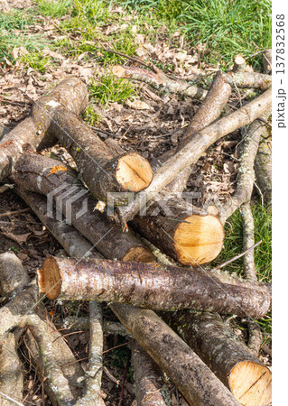 Pile of cut wood Pile of cut wood 137832568