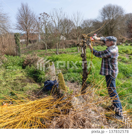 Willow pruning in garden Willow pruning in garden 137832578