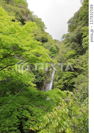 神戸　布引の滝と布引ハーブ園 137832589