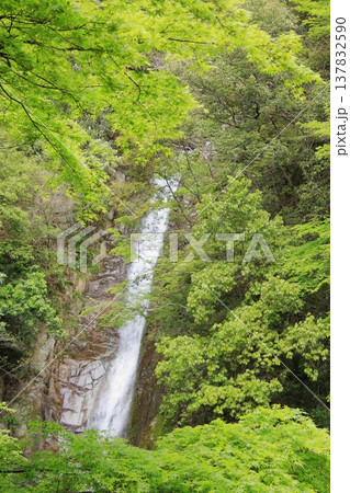 神戸　布引の滝と布引ハーブ園 137832590